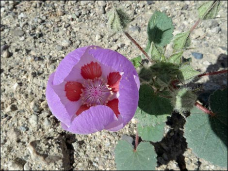 Desert Fivespot (Eremalche rotundifolia)