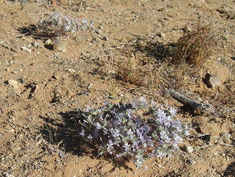 Desert Woollystar (Eriastrum eremicum)