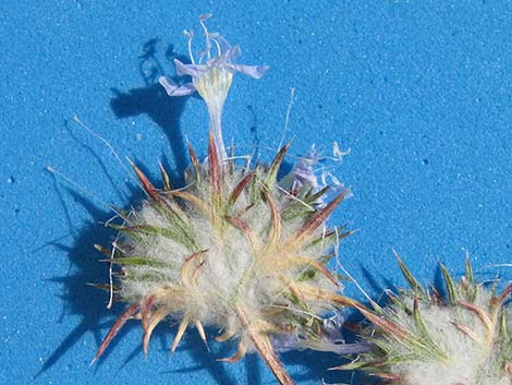 Desert Woollystar (Eriastrum eremicum)