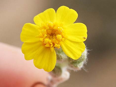 Woolly Easterbonnets (Antheropeas wallacei)