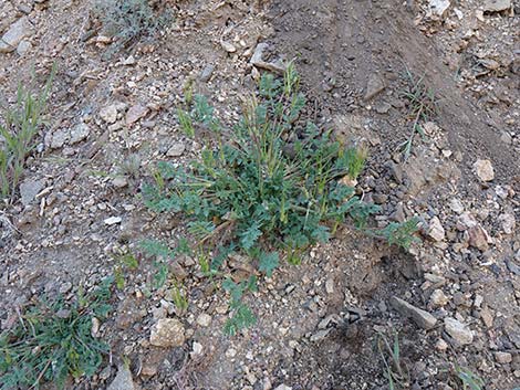 Redstem Stork's Bill (Erodium cicutarium)