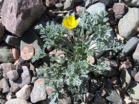 Desert Poppy (Eschscholzia glyptosperma)