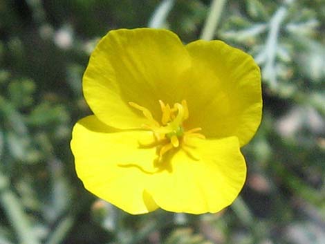 Desert Poppy (Eschscholzia glyptosperma)