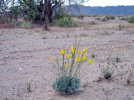 Desert Poppy (Eschscholzia glyptosperma)