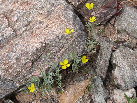 Pygmy Poppy (Eschscholzia minutiflora)