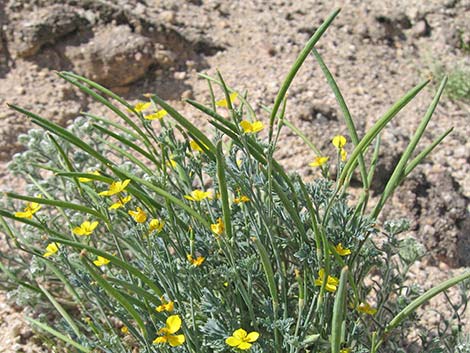 Pygmy Poppy (Eschscholzia minutiflora)