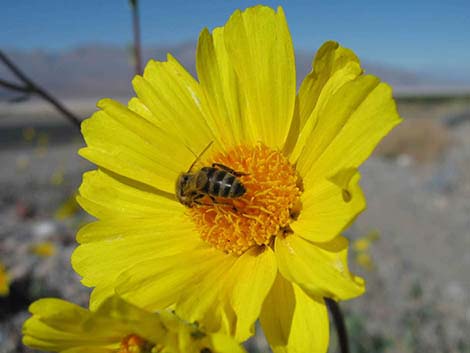 Desert Gold (Geraea canescens)