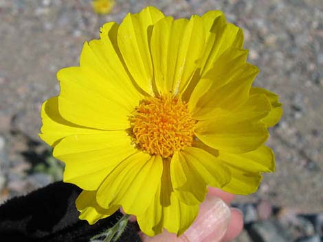 Desert Gold (Geraea canescens)