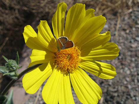 Desert Gold (Geraea canescens)