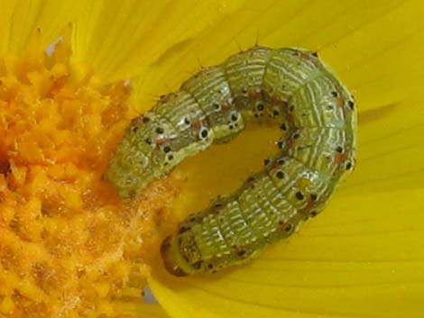 Desert Gold (Geraea canescens)