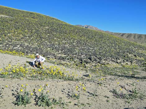 Desert Gold (Geraea canescens)