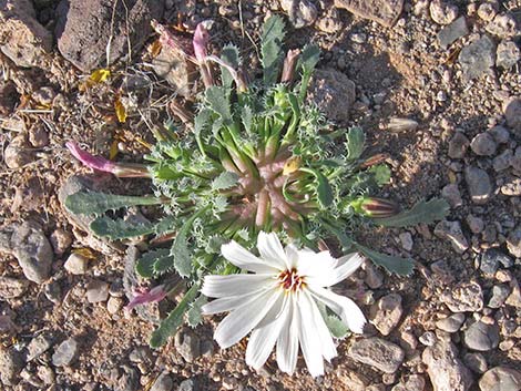 Holy Dandelion (Glyptopleura setulosa)