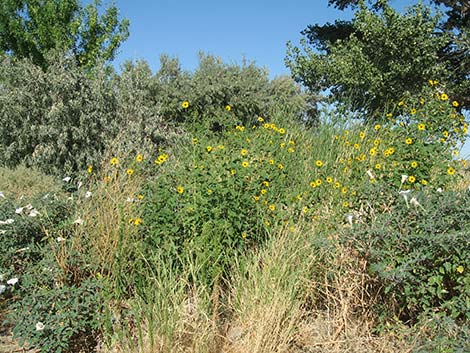 Common Sunflower (Helianthus annuus)