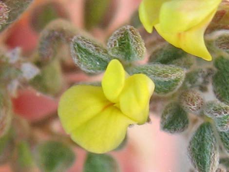 Strigose Bird's-foot Trefoil (Lotus strigosus)