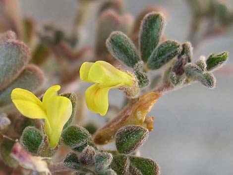 Strigose Bird's-foot Trefoil (Lotus strigosus)