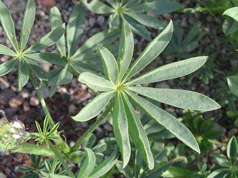 Arizona Lupine (Lupinus arizonicus)