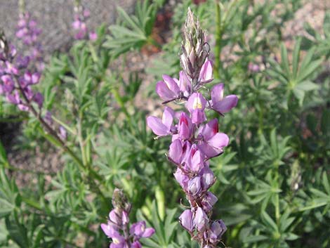 Arizona Lupine (Lupinus arizonicus)