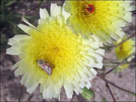 Desert Dandelion (Malacothrix glabrata)