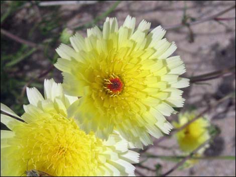 Desert Dandelion (Malacothrix glabrata)