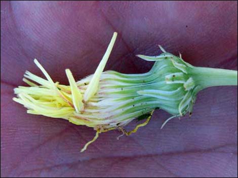 Desert Dandelion (Malacothrix glabrata)