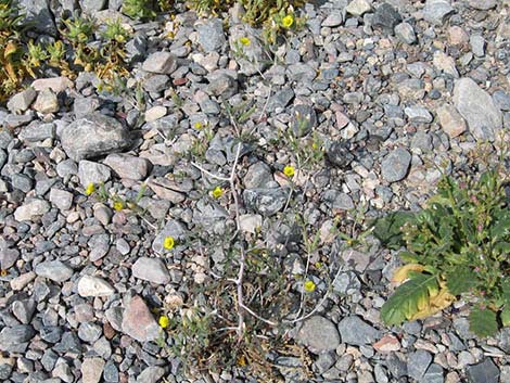 Whitestem Blazingstar (Mentzelia albicaulis)