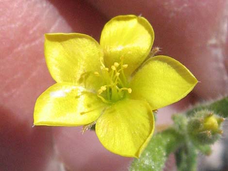 Whitestem Blazingstar (Mentzelia albicaulis)