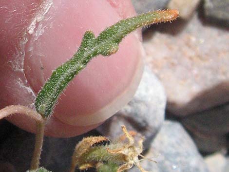 Whitestem Blazingstar (Mentzelia albicaulis)