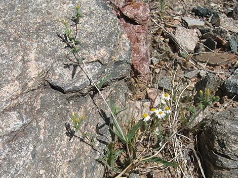 Whitestem Blazingstar (Mentzelia albicaulis)