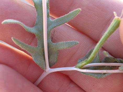 Whitestem Blazingstar (Mentzelia albicaulis)