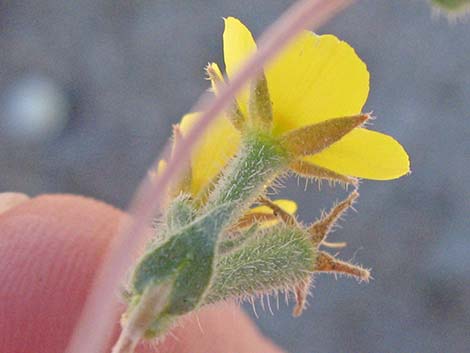 Whitestem Blazingstar (Mentzelia albicaulis)