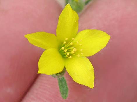 Whitestem Blazingstar (Mentzelia albicaulis)