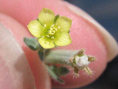 Whitestem Blazingstar (Mentzelia albicaulis)