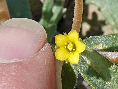 Whitestem Blazingstar (Mentzelia albicaulis)