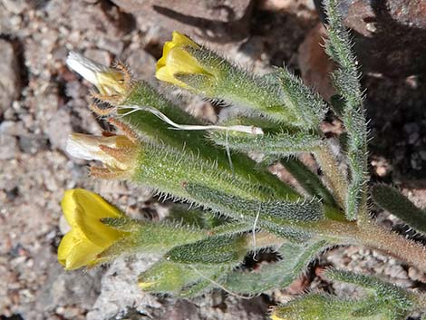 Whitestem Blazingstar (Mentzelia albicaulis)