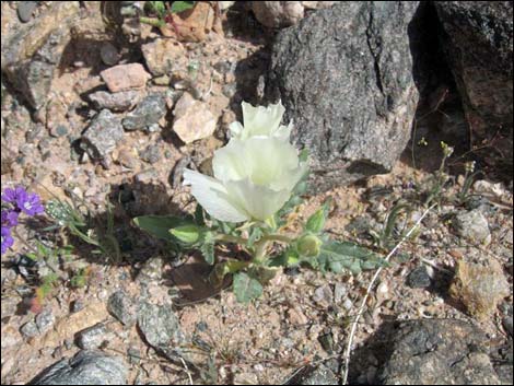 Whitebract Blazingstar (Mentzelia involucrata)