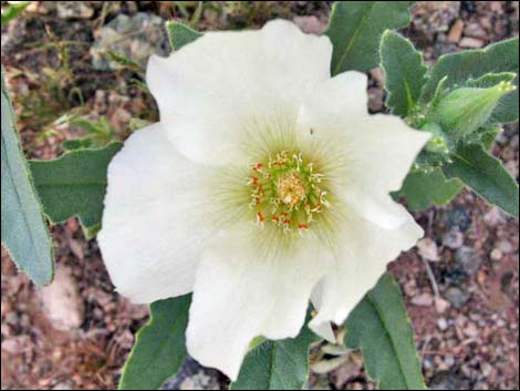 Whitebract Blazingstar (Mentzelia involucrata)