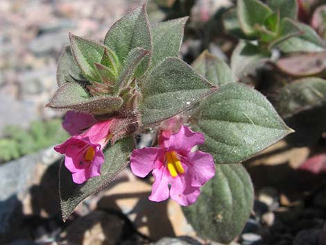 Bigelow's Monkeyflower (Mimulus bigelovii)