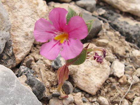 Bigelow's Monkeyflower (Mimulus bigelovii)