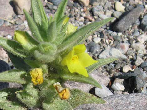 Golden Desert-snapdragon (Mohavea breviflora)