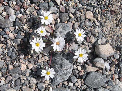 Mojave Desertstar (Monoptilon bellioides)