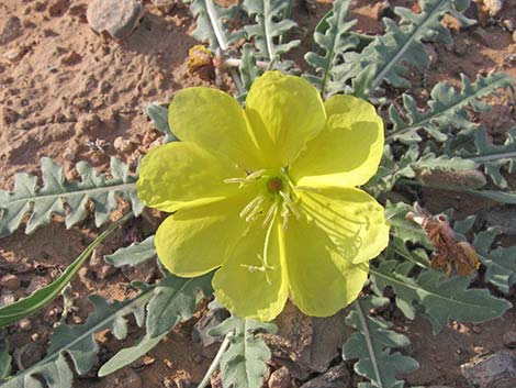 Desert Evening Primrose (Oenothera primiveris)