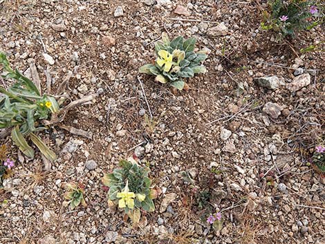 Desert Evening Primrose (Oenothera primiveris)