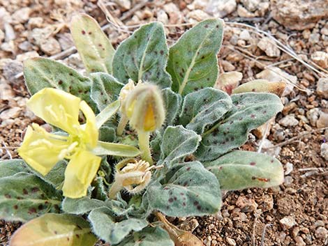 Desert Evening Primrose (Oenothera primiveris)