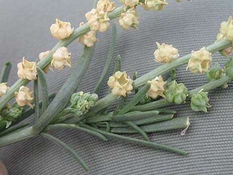 Lineleaf Whitepuff (Oligomeris linifolia)