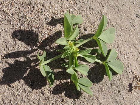 Yellow Beeplant (Cleomella lutea)