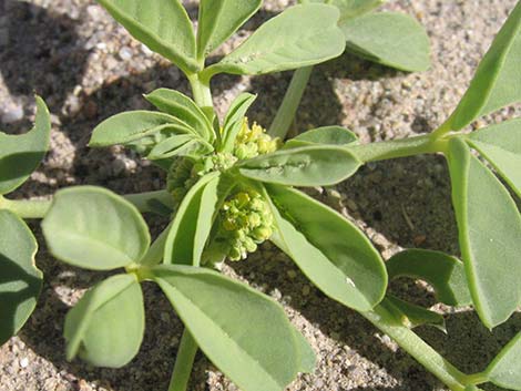 Yellow Beeplant (Cleomella lutea)