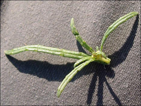 Manybristle Chinchweed (Pectis papposa)