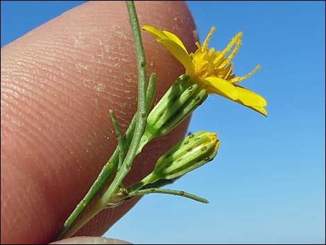 Manybristle Chinchweed (Pectis papposa)