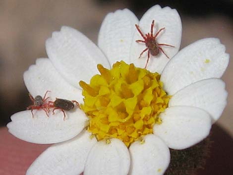 Emory's Rockdaisy (Perityle emoryi)