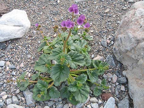 Calthaleaf Phacelia (Phacelia calthifolia)